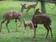 Striped Deer