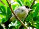 Butcher Bird