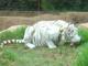 White Tiger