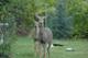 Standing Deer