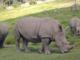 Rhino