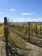 Vineyard on a fine day