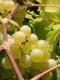 Green Grapes Close Up