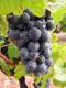 Bunch of Juicy Red Grapes