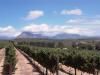 Vineyard