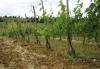 Wine Vineyard