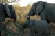 Elephants