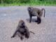 Apes
