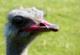 Ostrich